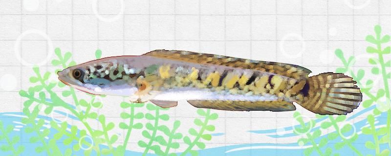 黄金眼镜蛇雷龙鱼生长速度 鱼缸水质稳定剂