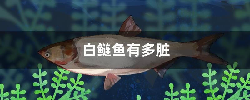 白鲢鱼有多脏 超血红龙鱼