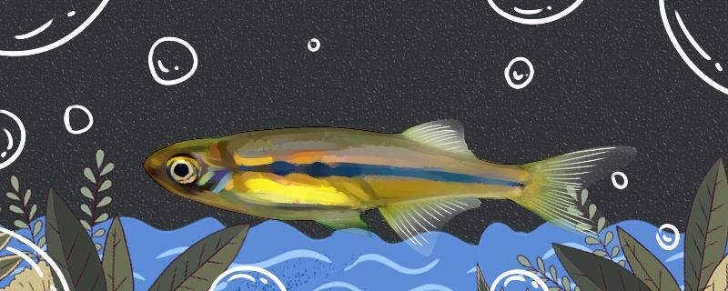 蓝灯珍珠燕子鱼好养吗怎么养 黄金招财猫鱼