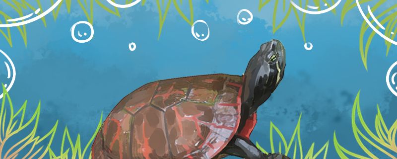 阿拉巴马龟是深水龟吗能用深水养吗 白子红龙鱼
