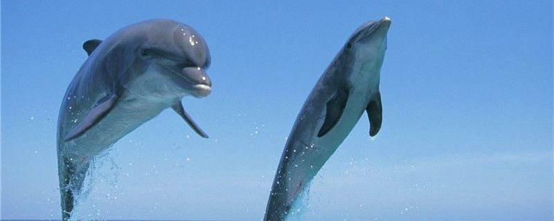 海豚喜欢吃什么东西吃海草吗 白子黄化银龙鱼