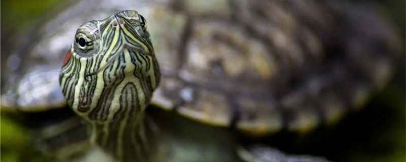 怎样判断乌龟水霉病乌龟得水霉病怎么治