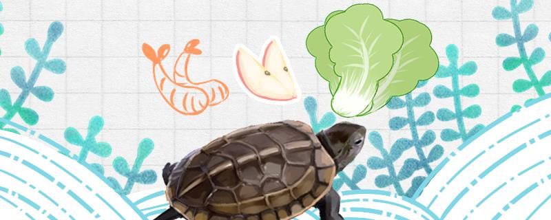 乌龟能吃草莓吗