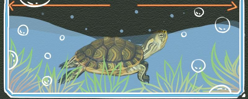 巴西黄耳龟是深水龟吗水位多高合适 红头利鱼
