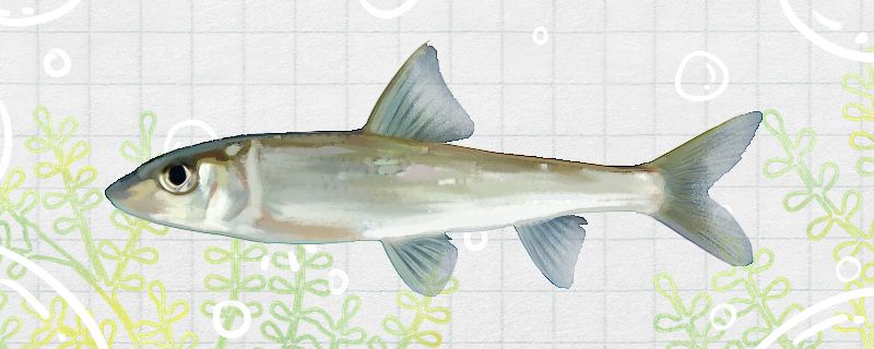 季花鱼是桂鱼吗是淡水鱼吗 粗线银版鱼