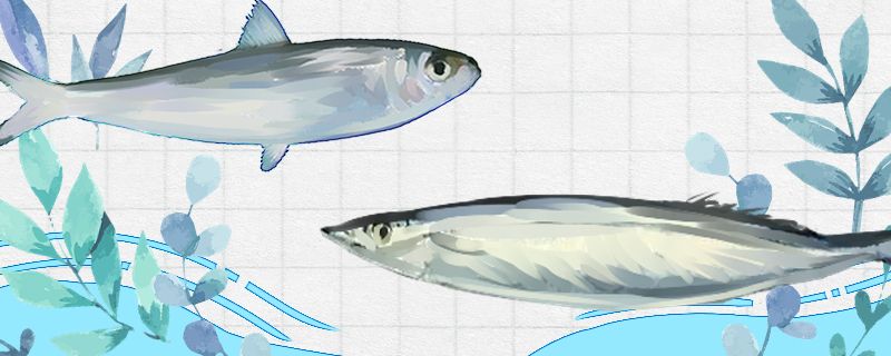 沙丁鱼和秋刀鱼是同一种鱼吗有什么区别