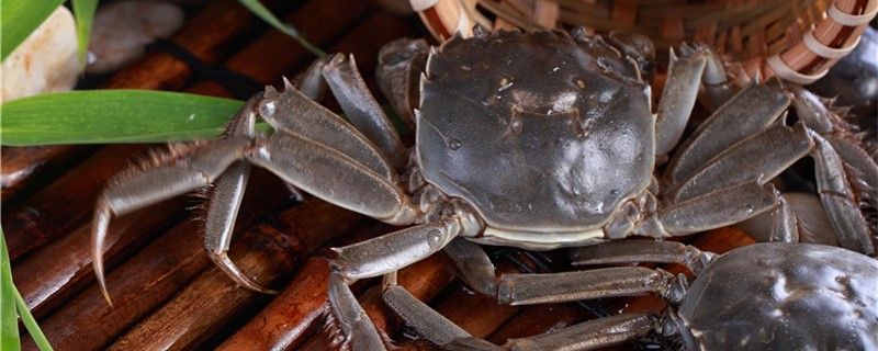 螃蟹不吃东西能活几天家里养螃蟹给它吃什么