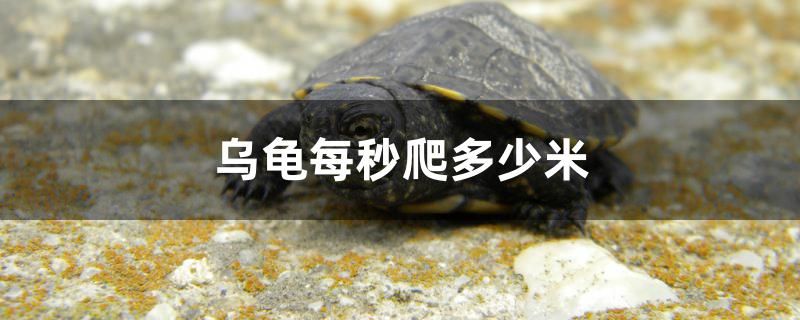 乌龟每秒爬多少米