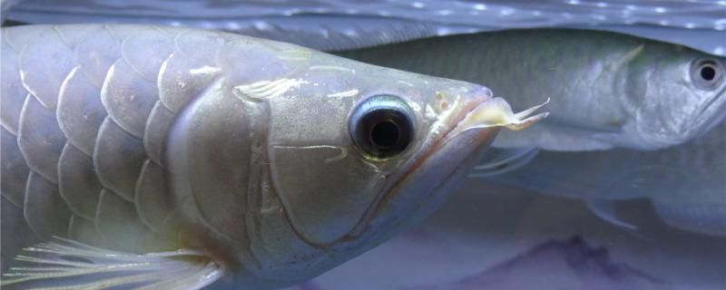 养银龙鱼需要注意什么怎么喂食好 魟鱼