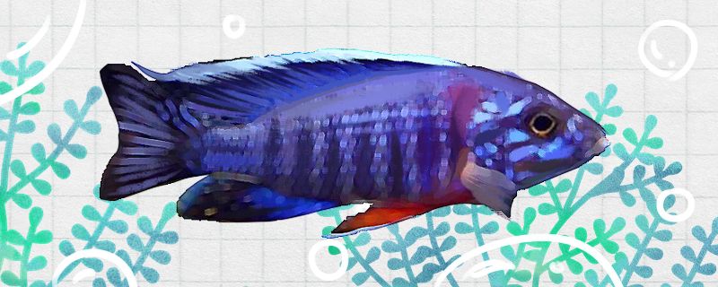 古典金龙鱼特点（龙鱼的高背和过背有什么区别如何区分） 水族世界 第1张