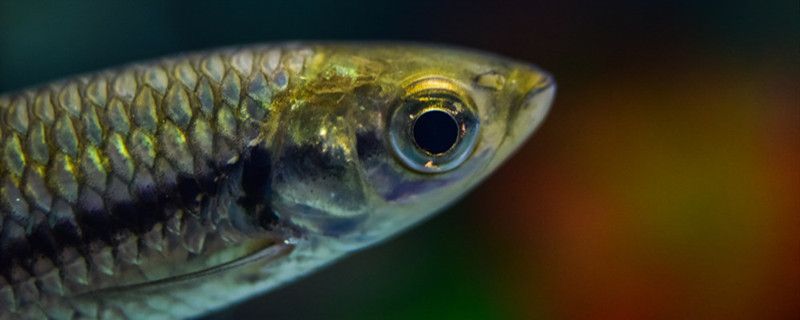 鱼缸蛋白虫怎么产生的为什么会大量繁殖 非洲象鼻鱼