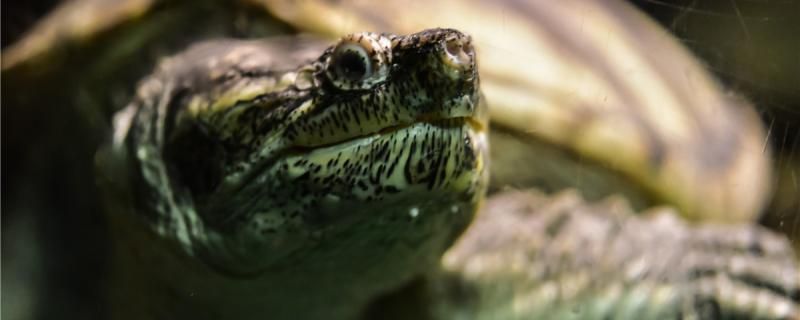 小乌龟吃肉吗怎么给小乌龟喂食 除藻剂