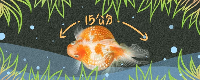 珍珠金鱼能长多大能活几年 白子金龙鱼