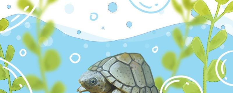 剃刀龟是蛋龟吗蛋龟有哪些品种