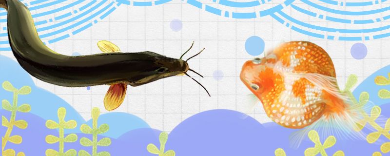 泥鳅和金鱼能混养吗会被金鱼吃掉吗 赤荔凤冠鱼