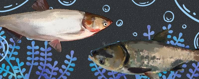 河水适合养什么鱼哪些鱼比较好养 红白锦鲤鱼