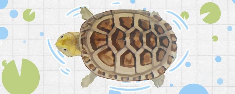 白喉龟和白唇龟什么区别蛋龟有哪些品种