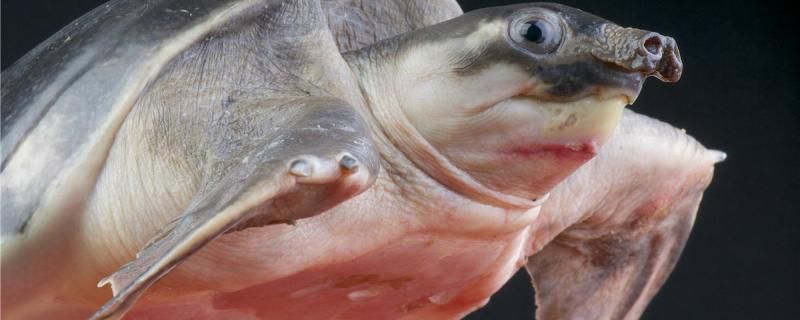猪鼻龟是海龟吗来自哪里 泰庞海鲢鱼