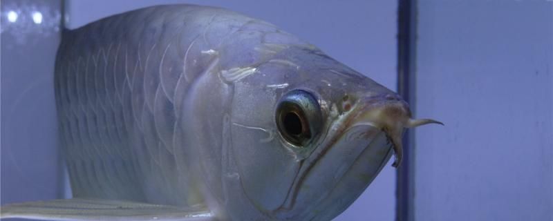 银龙鱼多久产卵卵多久孵化 白子银版鱼