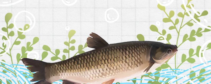 草鱼是淡水鱼吗在海水中能活吗