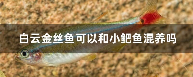 白云金丝鱼可以和小鲃鱼混养吗 泰庞海莲鱼