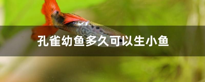 孔雀幼鱼多久可以生小鱼 广州水族器材滤材批发市场