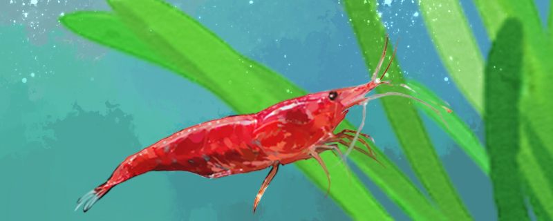 樱花虾和极火虾有什么区别能一起养吗