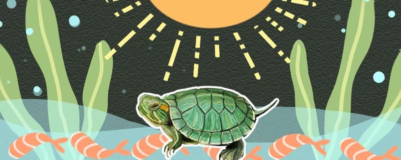 巴西龟可以晒太阳吗怎么晒太阳 一眉道人鱼苗