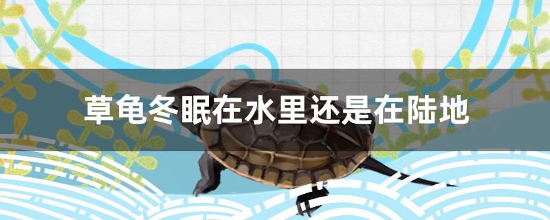 草龟冬眠在水里还是在陆地 定时器/自控系统