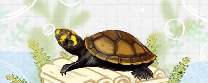 黄头龟和黄头侧颈龟是一样的吗有什么区别