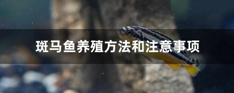 斑马鱼养殖方法和注意事项 帝王迷宫鱼