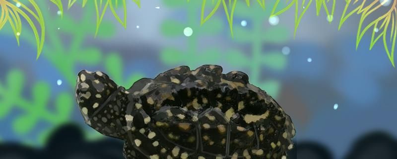 斑点池龟的寿命斑点池龟的体长