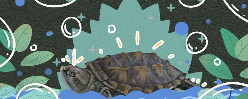杂佛鳄龟一年能长多大怎么喂长得快 元宝凤凰鱼专用鱼粮