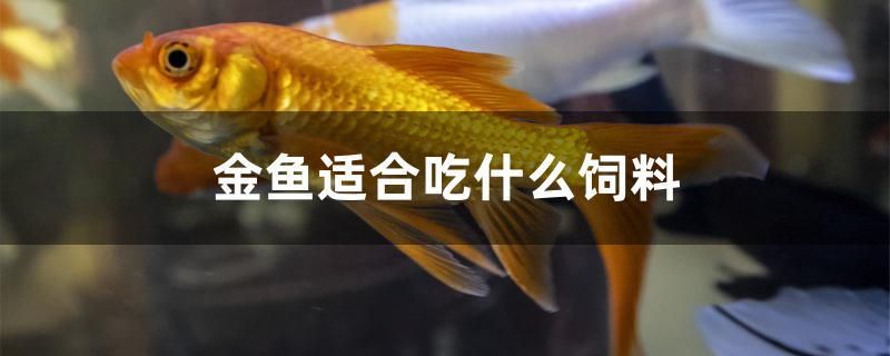 金鱼适合吃什么饲料 印尼小红龙