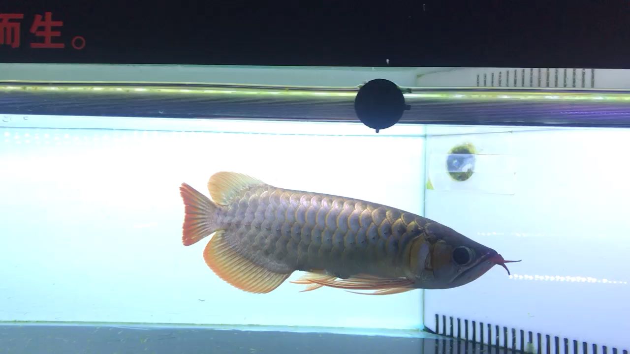 白灯苏瓦钠发色期 观赏鱼论坛 第1张