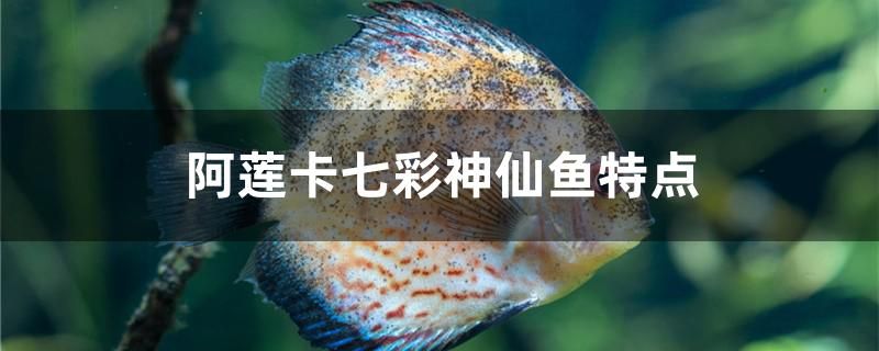阿莲卡七彩神仙鱼有哪些特点