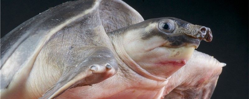 为什么小乌龟的壳会变软软甲病怎么治 虎鱼