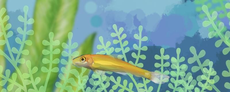 金苔鼠鱼如何繁殖