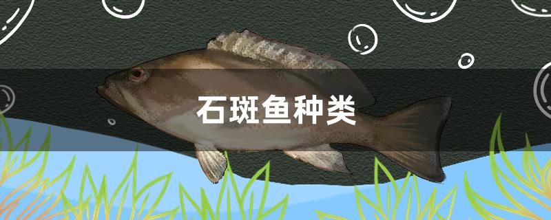 石斑鱼种类有哪些 广州观赏鱼批发市场