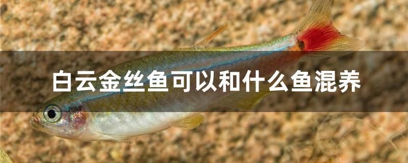白云金丝鱼可以和什么鱼混养 黄宽带蝴蝶鱼