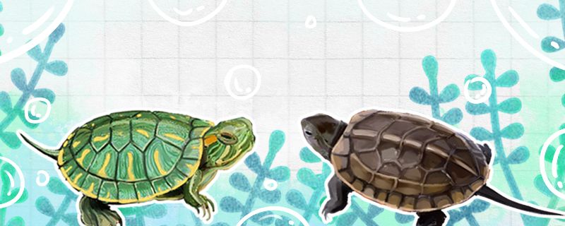 草龟和巴西龟能一起养吗和花龟能一起养吗