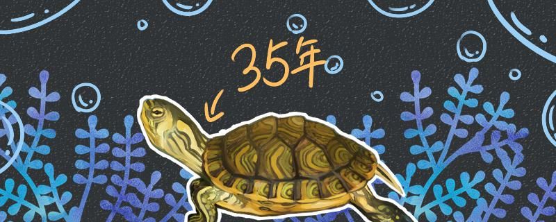 黄耳龟的寿命判断黄耳龟是否成年的方法 银龙鱼苗