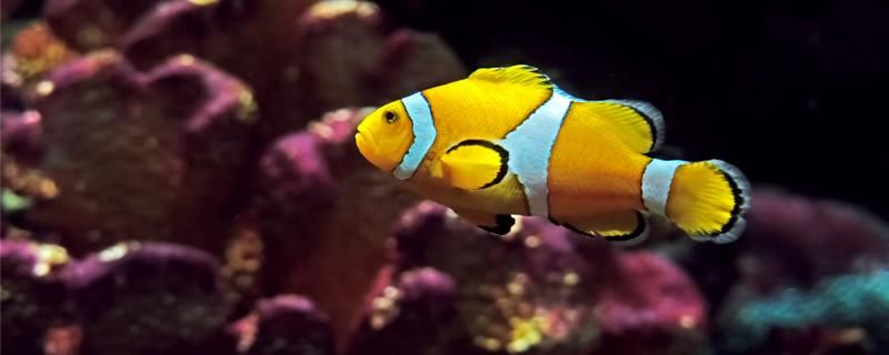 小丑鱼为什么不怕海葵的毒能和海葵一起养吗