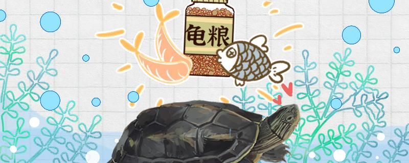 珍珠龟吃什么多久喂一次 红勾银版鱼