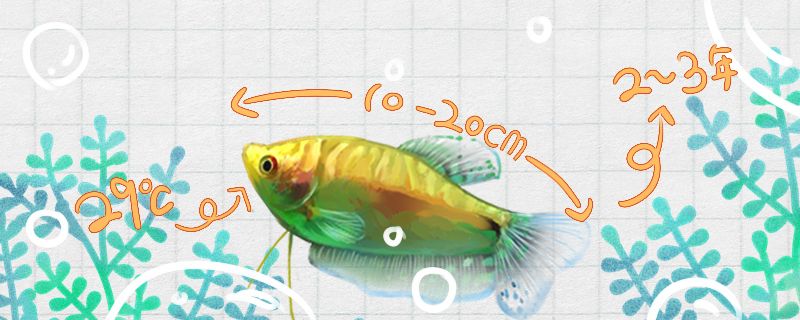 金曼龙鱼能长多大寿命有多长 黄金梦幻雷龙鱼
