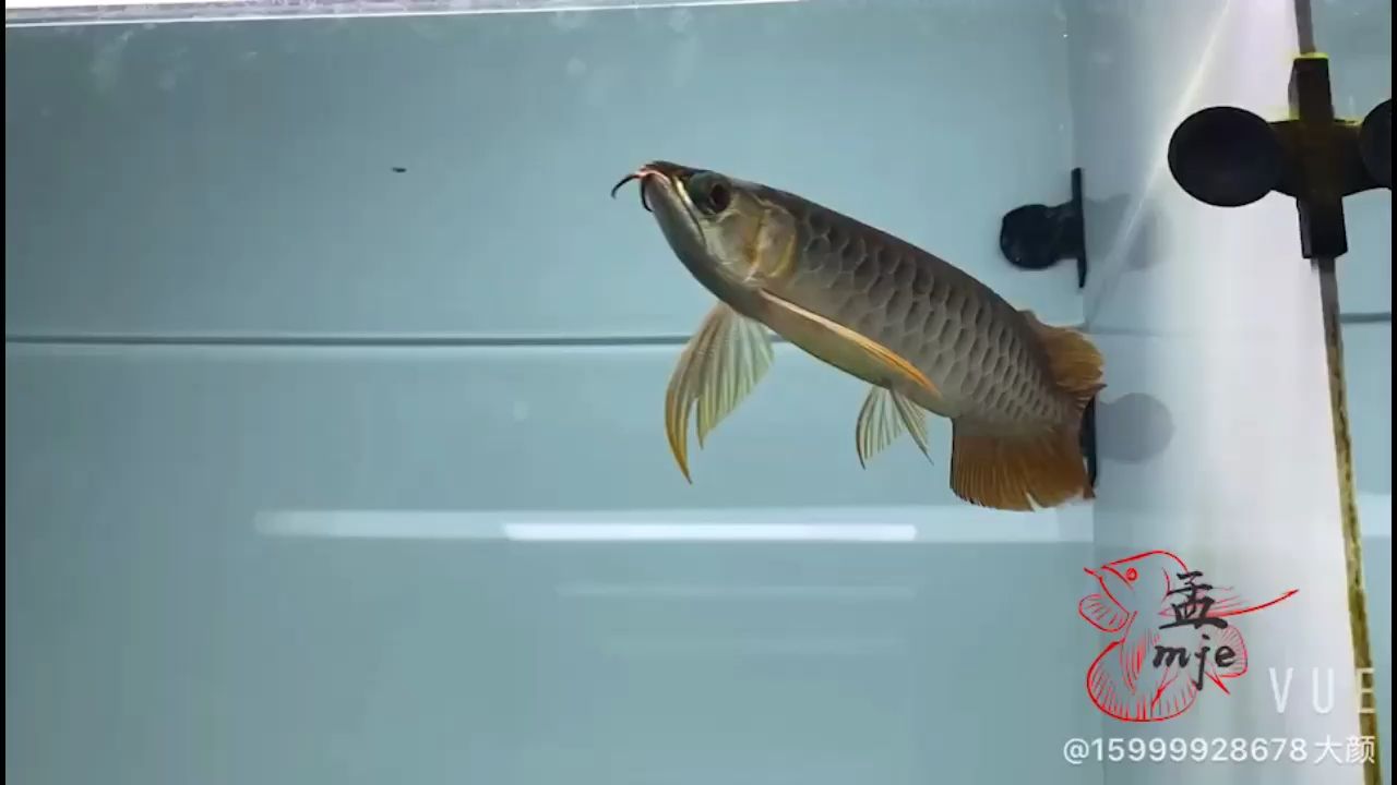 孟吉尔～小孟，单缸培养 观赏鱼论坛 第1张