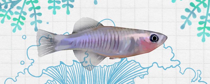 斑马女王鳉鱼好养吗怎么养 全国观赏鱼市场