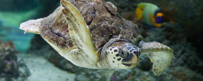 海龟能长到多大能活多久 铁甲武士