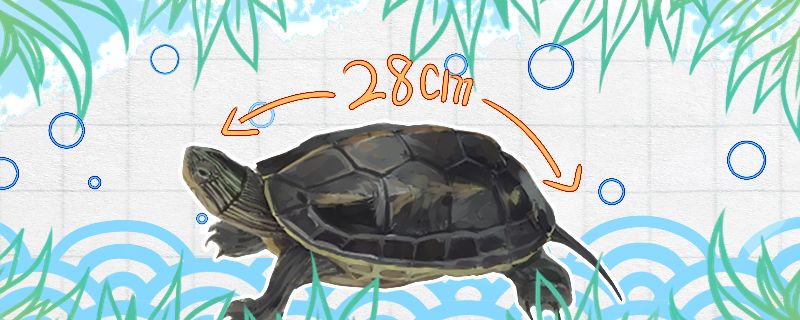 珍珠龟能长多大多大可以下蛋