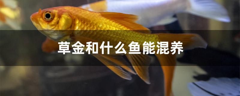 草金和什么鱼能混养 黄金猫鱼
